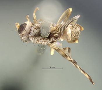 Media type: image;   Entomology 13259 Aspect: habitus dorsal view